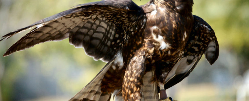 5 Sales Enablers Every Sales Manager Should Watch Like a Hawk
