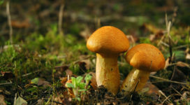 Sales Forecasting: The Mushroom Syndrome