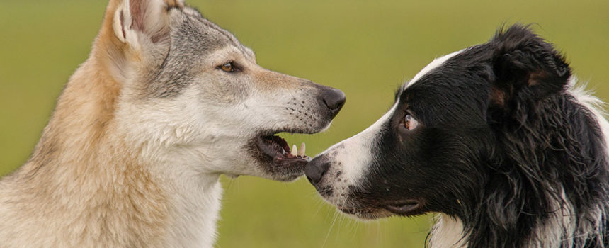 Are You a Sales Dog or a Sales Wolf?
