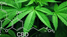 From An Agency Perspective: Marketing Steps To Grow Authority To Your CBD Brand